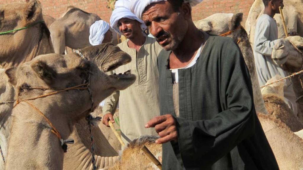 Birqash Camel Market | FOURTH NIGHT